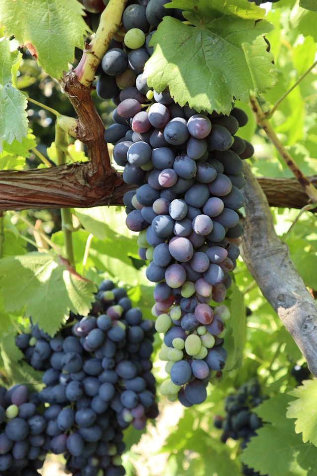 サンプル写真７